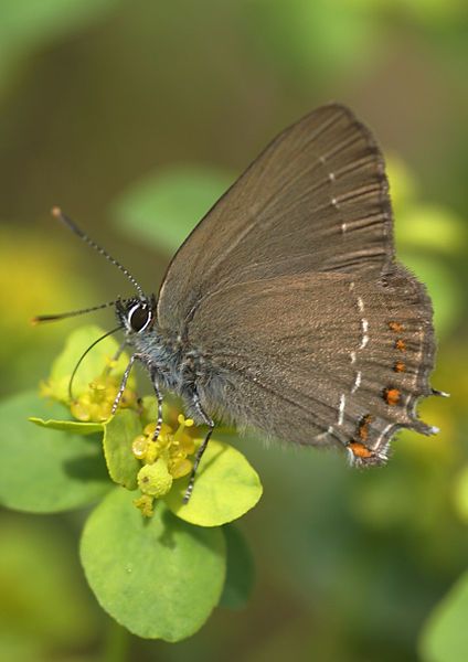 File:Satyrium esculi.jpg