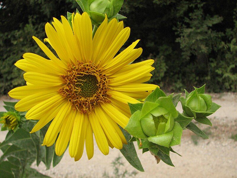 File:Silphium head.JPG