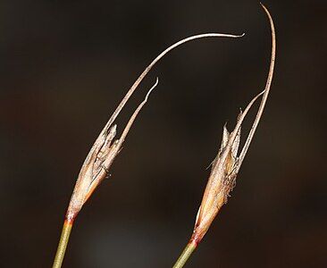 Flowering heads