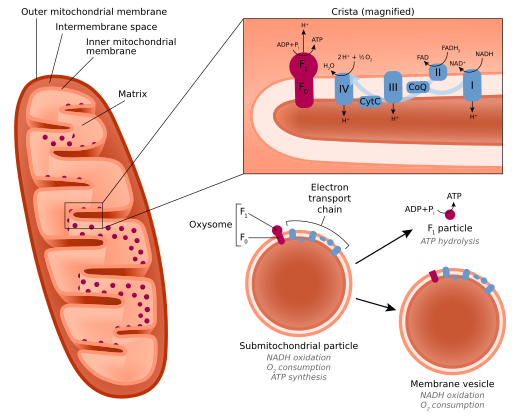 File:Submitochondrial particles.svg