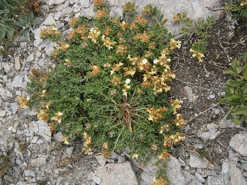 File:Teucrium montanum 001.JPG