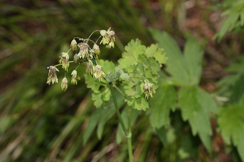 File:Thalictrum occidentale 4992.JPG