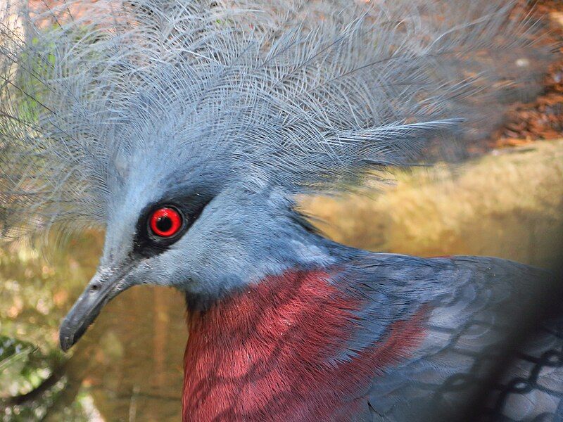 File:Vogelpark Olching 11.jpg