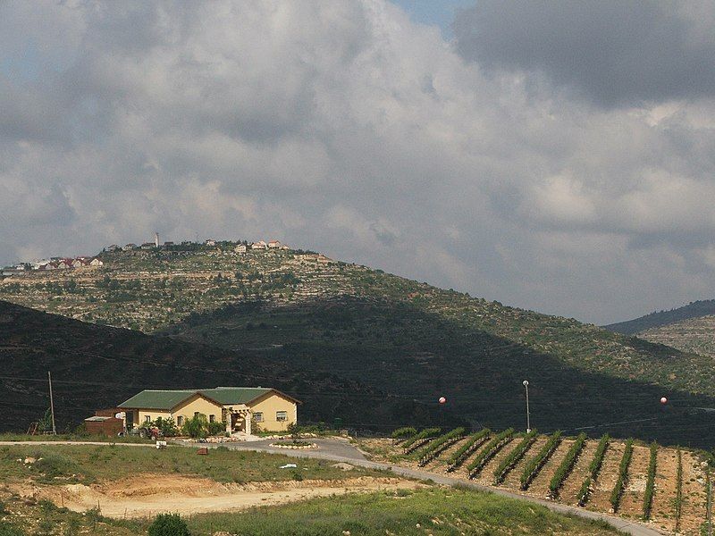 File:Wineyard Givat Harel.JPG