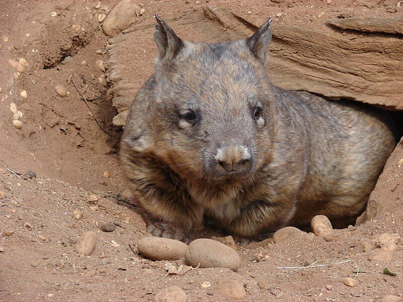 File:Wombat3.jpg