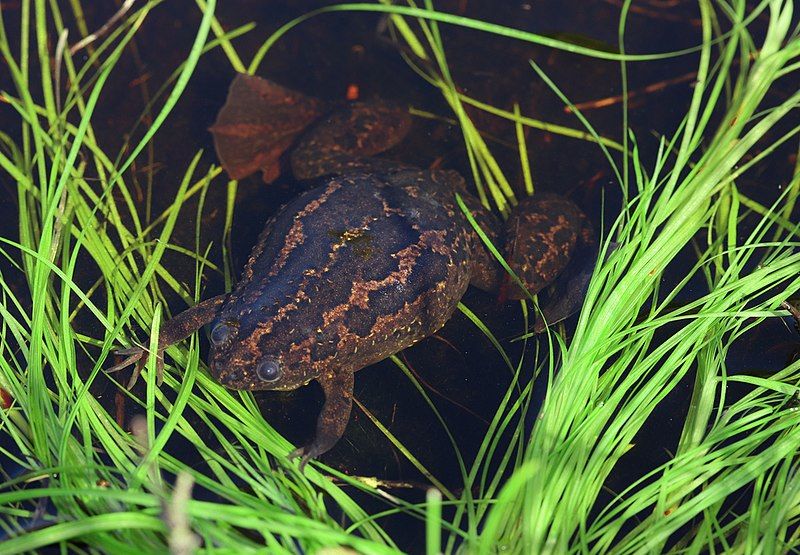 File:Xenopus gilli.jpg