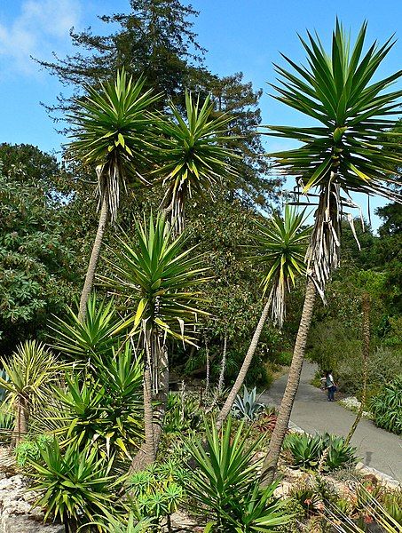 File:Yucca aloifolia 3.jpg