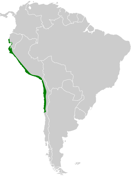 File:Zenaida meloda map.svg