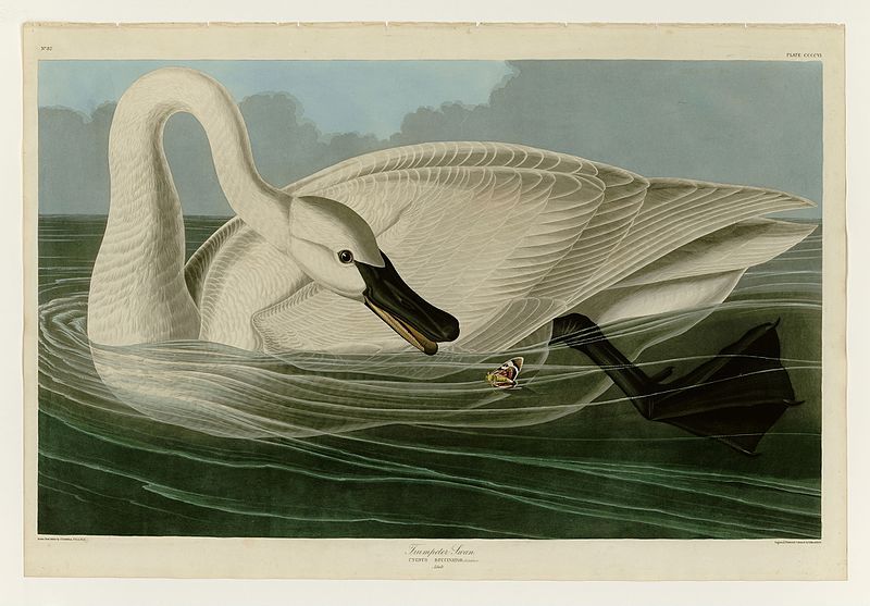 File:406 Trumpeter Swan.jpg