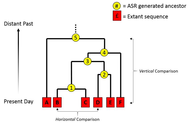 File:ASR phylogeny.png