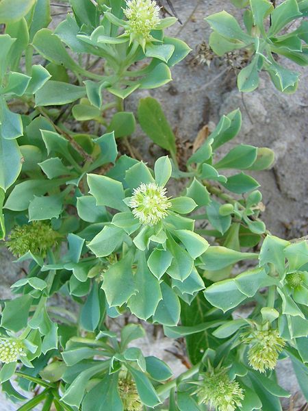 File:Acicarpha spathulata 2.jpg