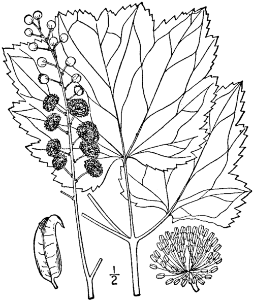 File:Actaea rubifolia drawing.png