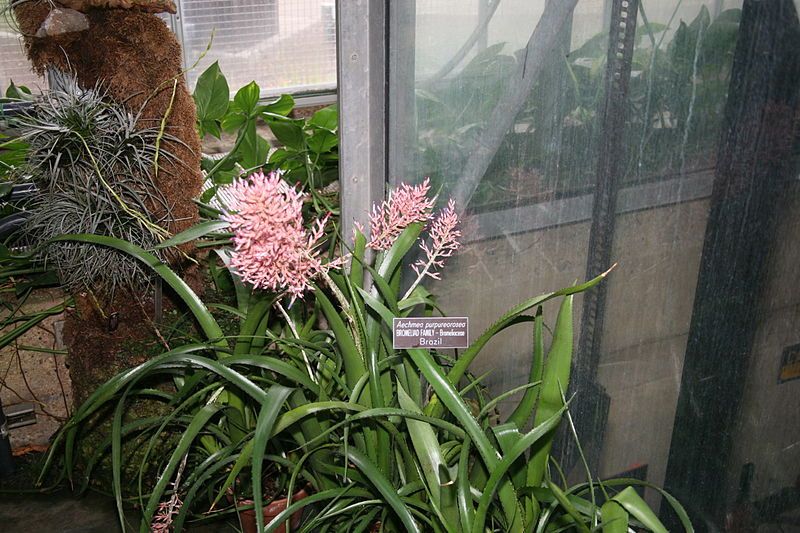 File:Aechmea purpureorosea.jpg