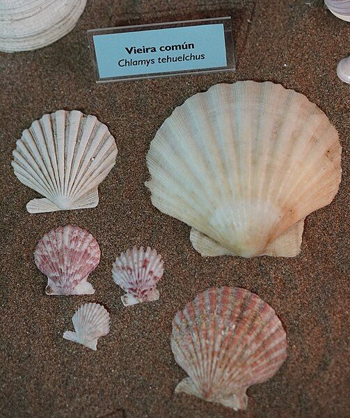 File:Aequipecten tehuelchus (1).jpg