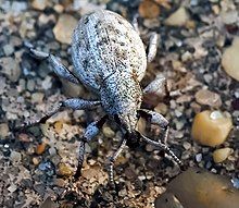 broad-nosed weevil - Agraphus bellicus