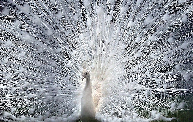 File:Albino peacock.jpg