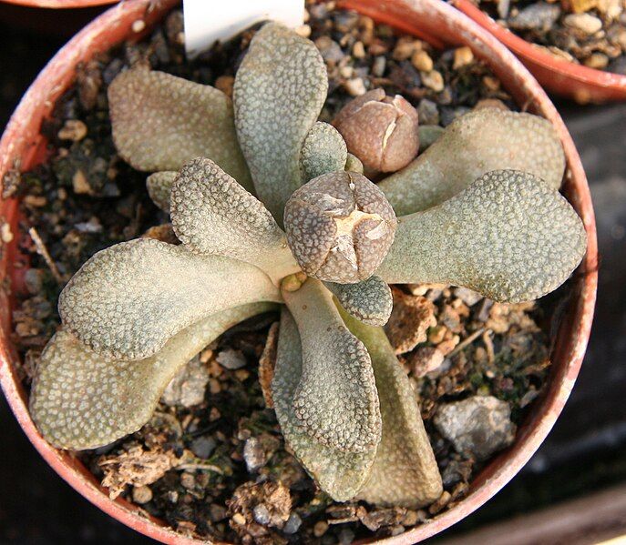 File:Aloinopsis rosulata.jpg