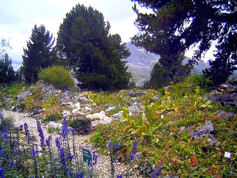 File:Alps-Garden Schachen.jpg