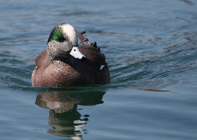 File:American wigeon (2374628938).jpg