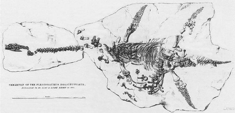 File:Anning plesiosaur 1823.jpg