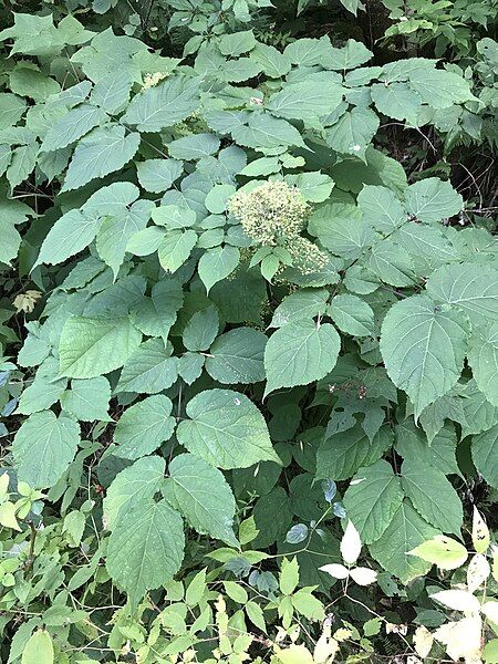 File:Aralia racemosa 222873814.jpg