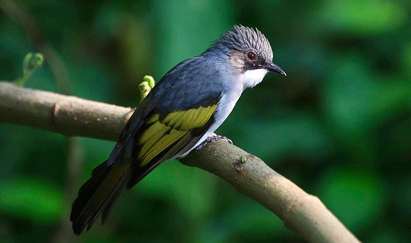 File:Ashy bulbul.jpg