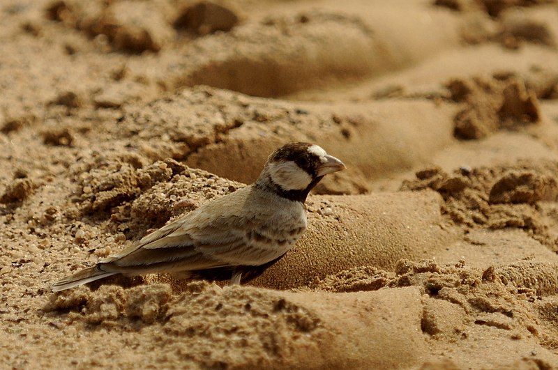 File:BCSparrow-Lark DSC0722.jpg