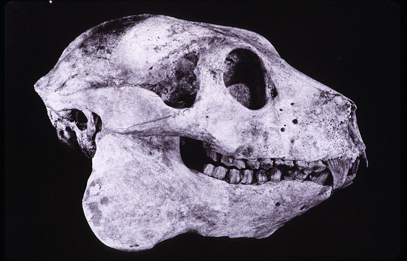 File:Babakotia skull 001.jpg