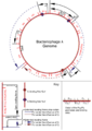 The bacteriophage lambda genome.