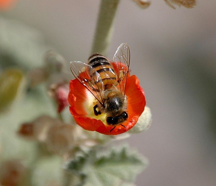 File:Bee01.jpg