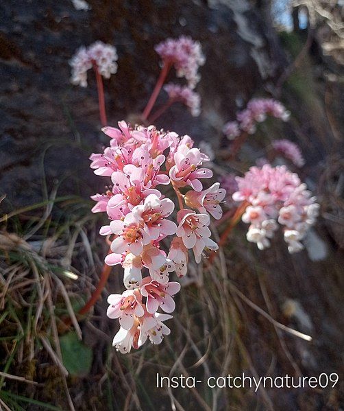 File:Bergenia ciliata flower(2).jpg