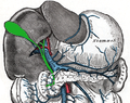 The portal vein and its tributaries