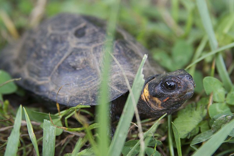 File:Bog turtle (18715348936).jpg