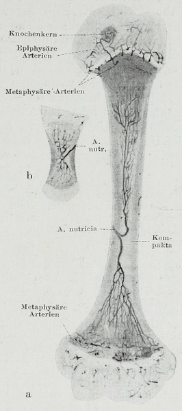 File:Braus 1921 162.png