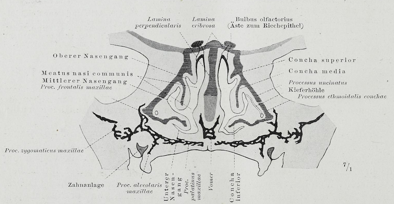 File:Braus 1921 331.png