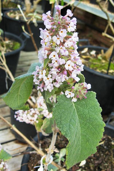 File:Buddleja tibetica 1.jpg