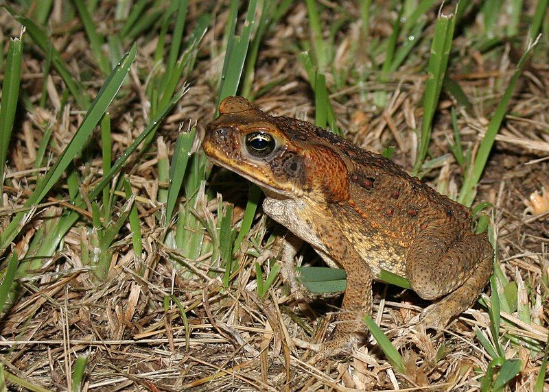 File:Bufo marinus (2719074003).jpg