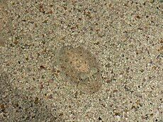 Cuttlefish use camouflage to hide from predators.