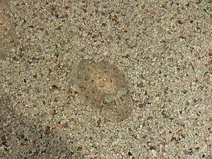 Camouflaged infant Cuttlefish