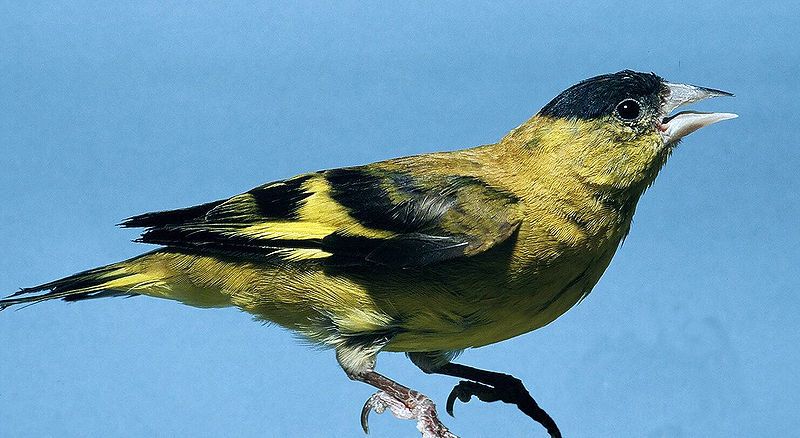 File:Carduelis spinescens.jpg