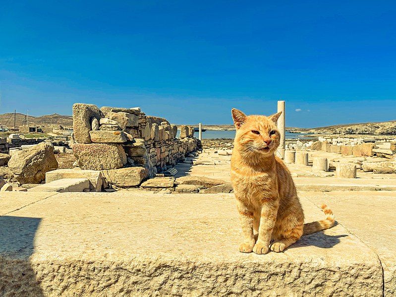 File:Cat (Delos).jpg