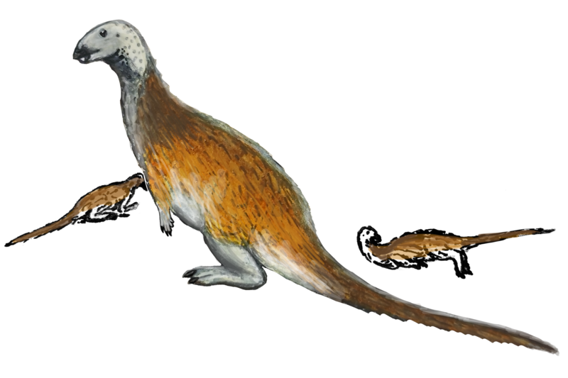 File:Chakisaurus LMR.png