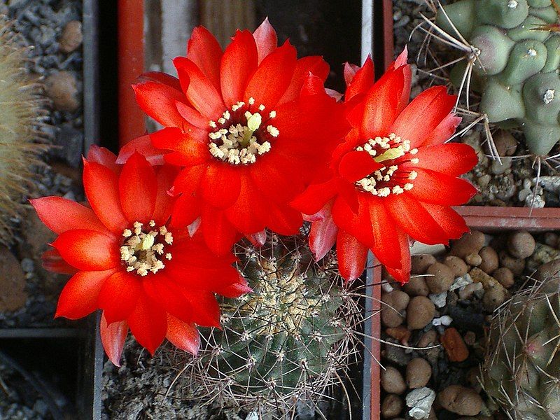 File:Chamaecereus saltensis.jpg