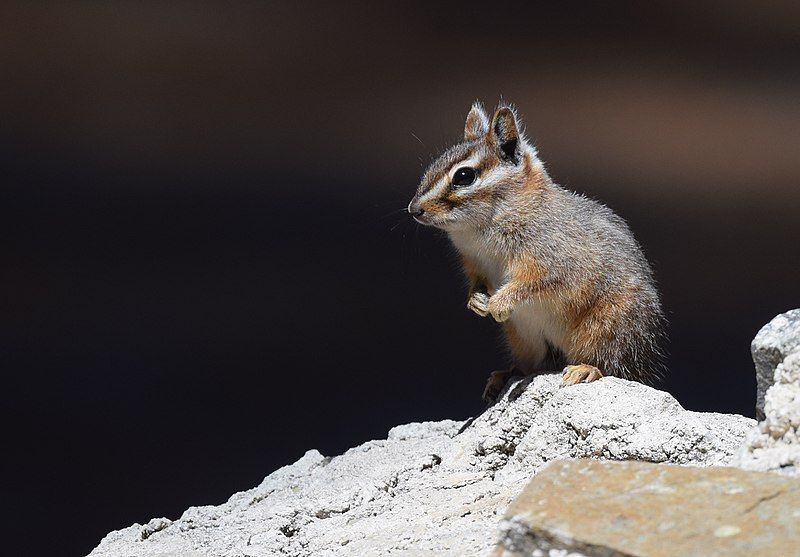 File:Cliff Chipmunk (33981189526).jpg