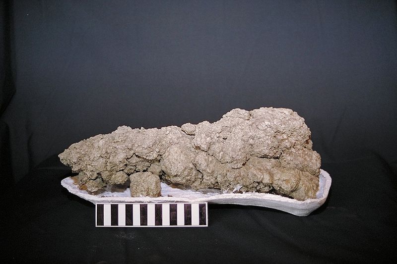 File:Coprolite.jpg