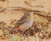 Crimson Chat, female