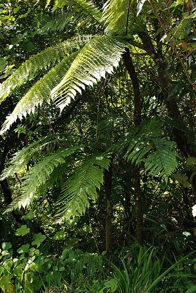 File:Cyathea borbonica.JPG