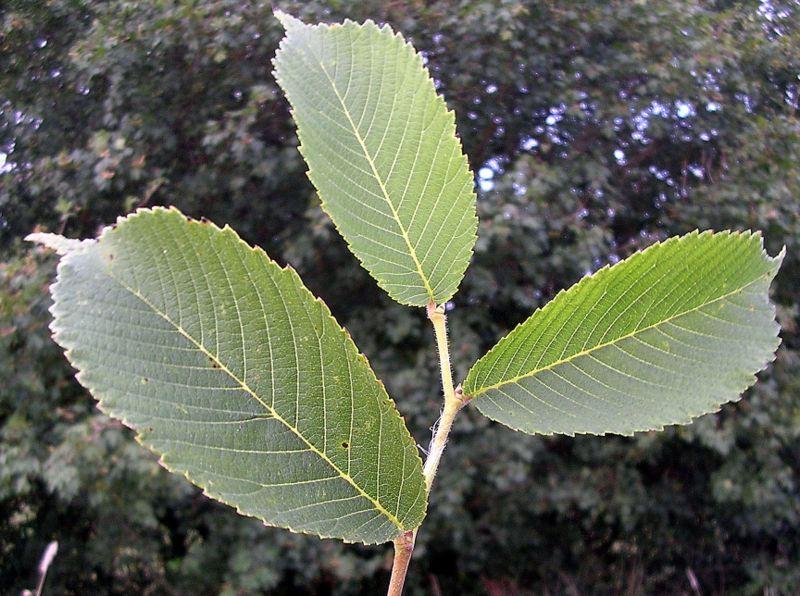 File:Davidiana leaves.jpg