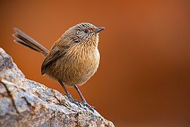 Dusky Grasswren 0A2A9591