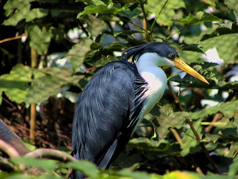 File:Egretta picata.jpg